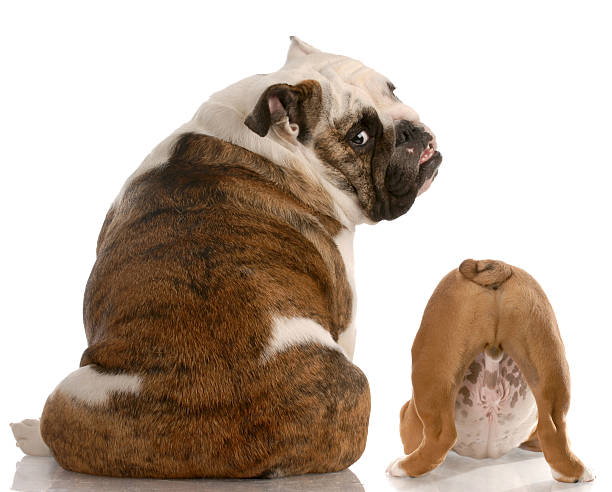 istock mother dog and puppy 176818259