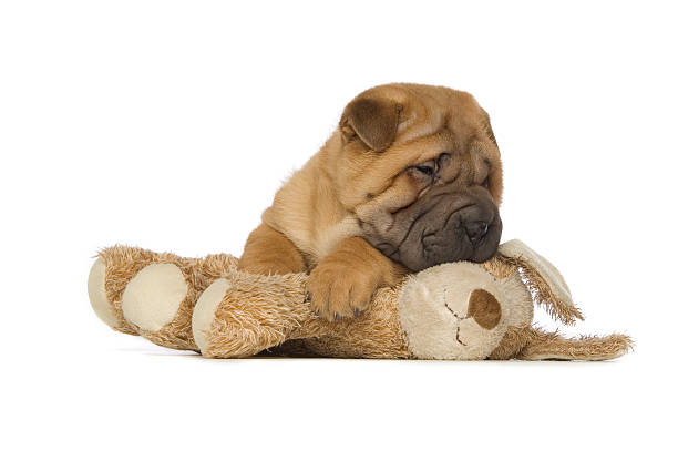 istock Shar-Pei Puppy Isolated on White Background 176818343