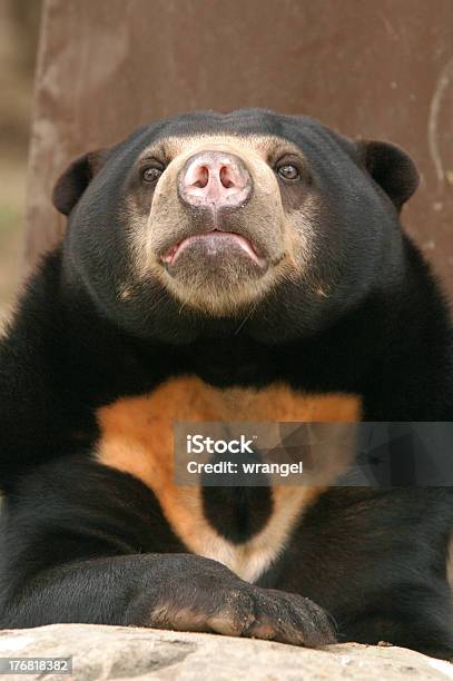 Sun Bear Stock Photo - Download Image Now - Malayan Sun Bear, Animal, Animal Nose