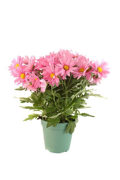 istock Pot of pink daisies 176818474