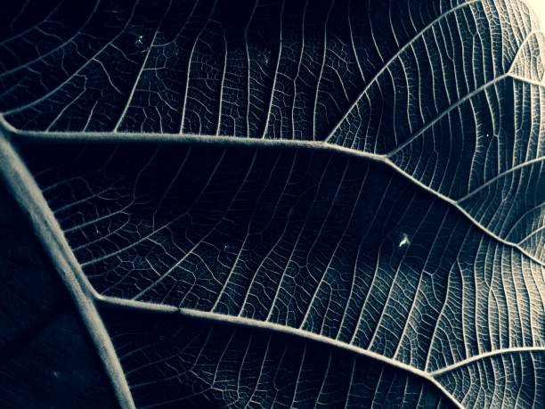istock close up beautiful green leaf.The background image that is green. 1768185581