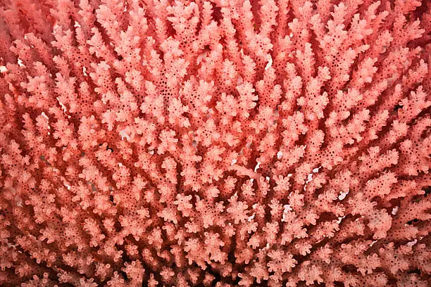 Photo of Coral