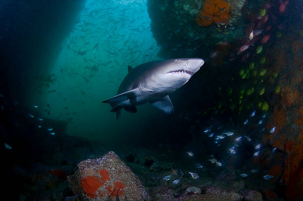 gris requin-nourrice en cave - sand tiger shark photos et images de collection