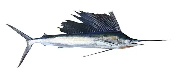 Sailfish real fish isolated on white marlin billfish