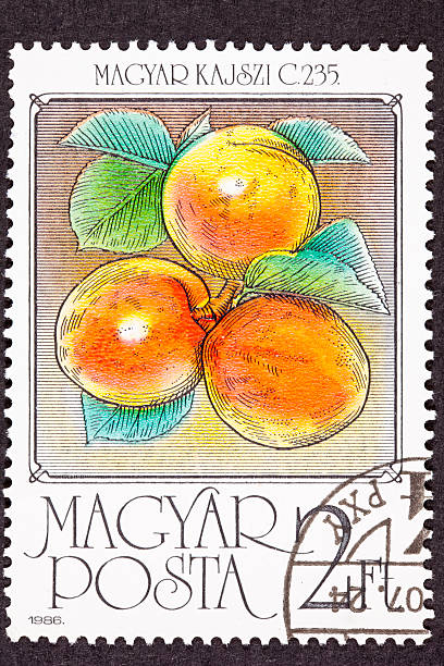 istock Canceled Hungarian Postage Stamp Ripe Orange Apricots Tree Branch Leaves 176818830