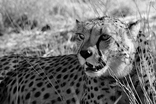 Cheetah - Namibia stock photo