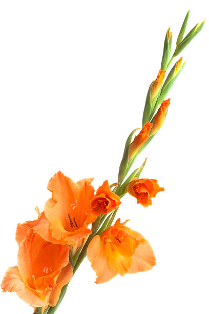 pomarańczowy mieczyk - gladiolus orange flower isolated zdjęcia i obrazy z banku zdjęć