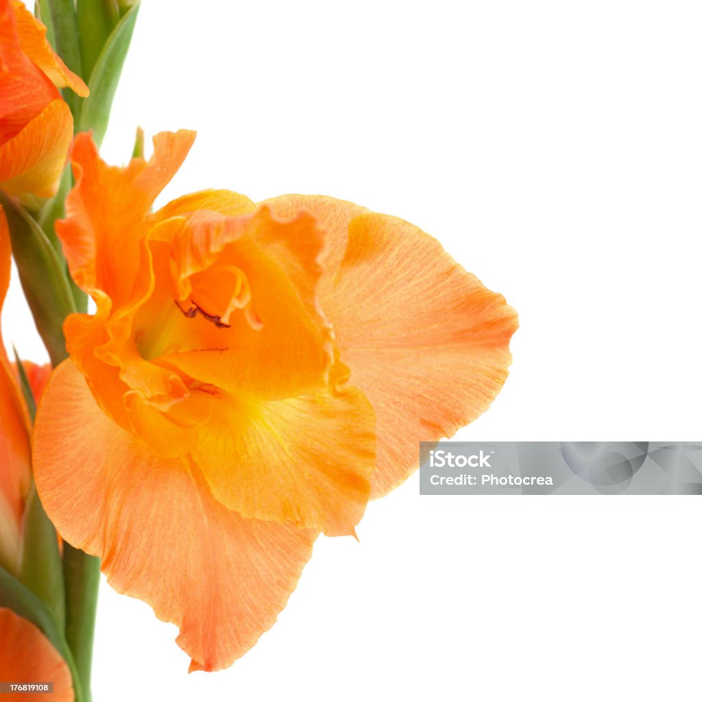 orange gladiolus orange gladiolus isolated on white Beauty Stock Photo