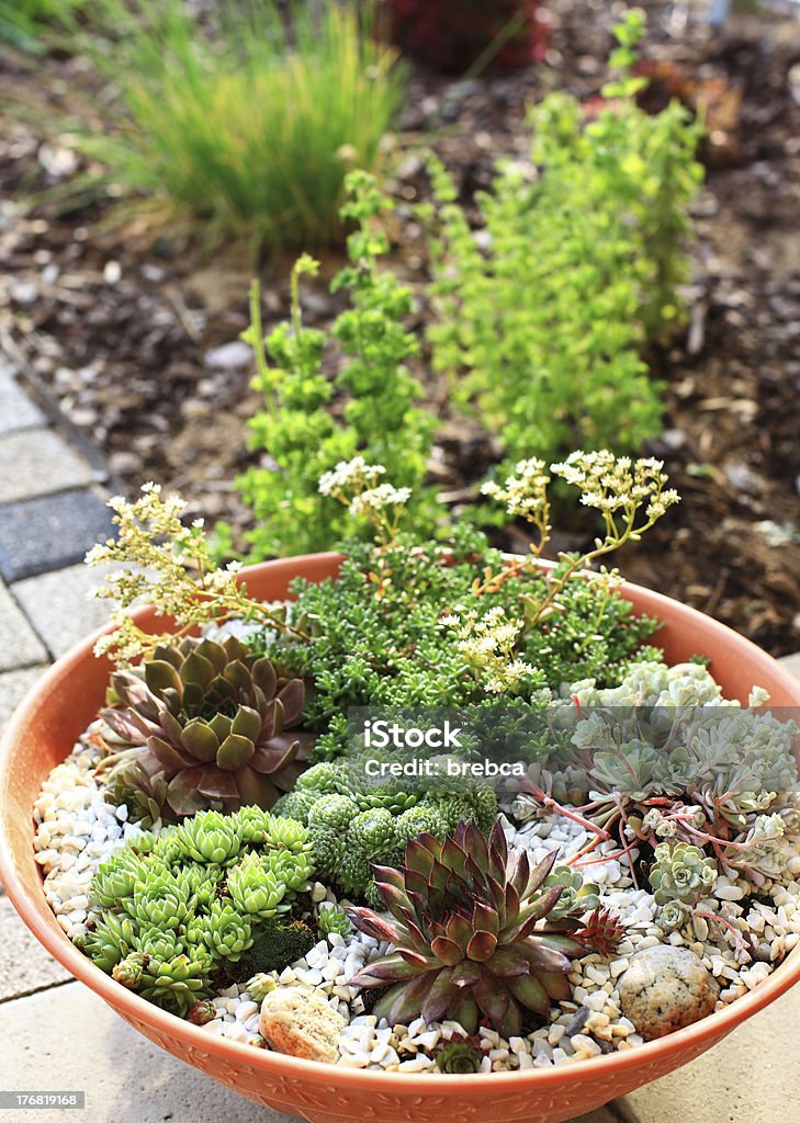 Small rock garden Beautiful rock garden cultivated in small basin or roof gardening Balcony Stock Photo