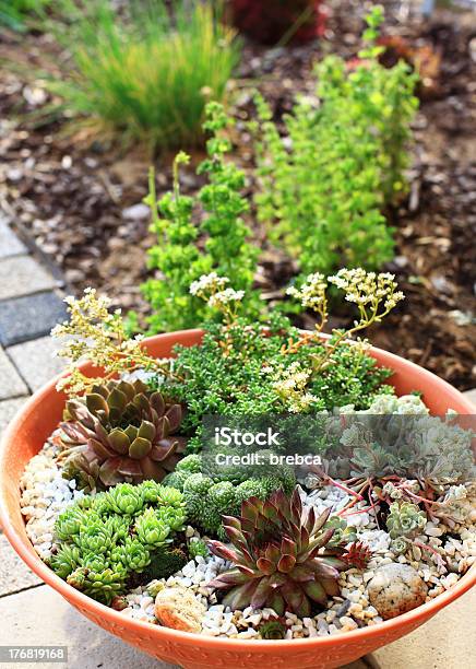 Small Rock Garden Stock Photo - Download Image Now - Balcony, Beauty, Blossom