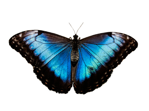 Mariposa Morpho Peleides aislado azul photo