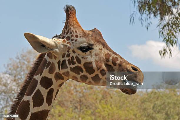 Giraffe Portrait Stock Photo - Download Image Now - Animal, Animal Body Part, Animal Head