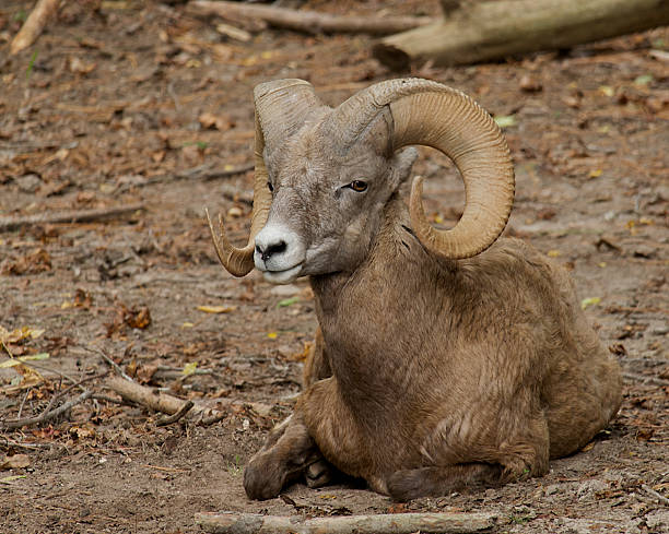 큰뿔양 알을 보세요. - dall sheep 뉴스 사진 이미지