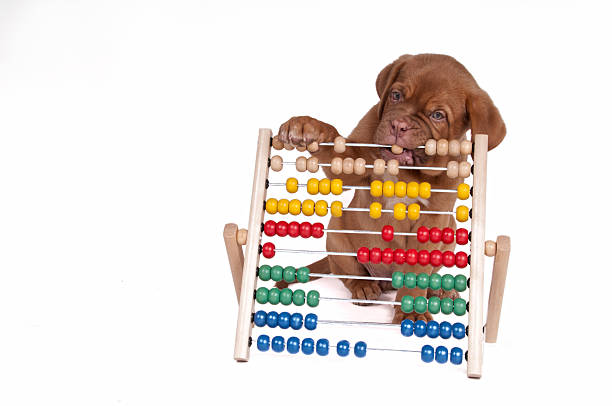Puppy with Abacus stock photo