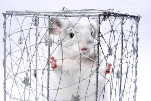 chinchilla sits in a decorative christmas box on a grey backgroundYou are wellcome to see another similar images here: