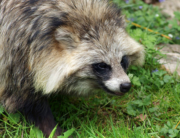 istock Raccoon Dog portrait 176820049