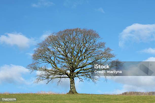 オークの冬 - イングリッシュオークのストックフォトや画像を多数ご用意 - イングリッシュオーク, 冬, オークの木