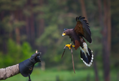 Desert buzzard / air show in a falconry