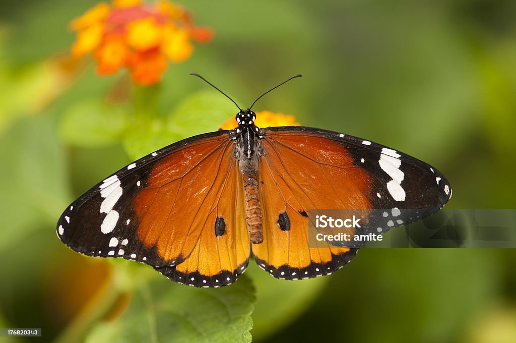 Schmetterling auf einer Pflanze - Lizenzfrei Berühren Stock-Foto