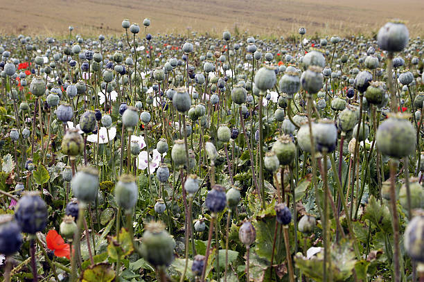 istock Field of poppies 176820526
