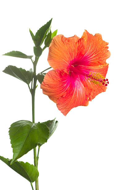 istock hibiscus flower isolated on white background 176820561