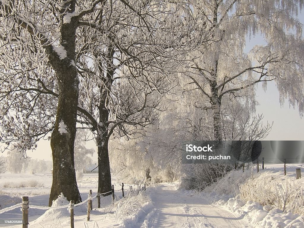 Route d'hiver - Photo de Arbre libre de droits