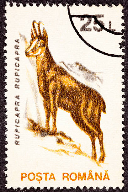 istock Romanian Postage Stamp Goat, Antelope Chamois, Rupicapra Rupicapras, Standing Mountainside 176820603
