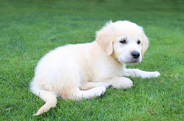 istock Golden retiever puppy 176820643
