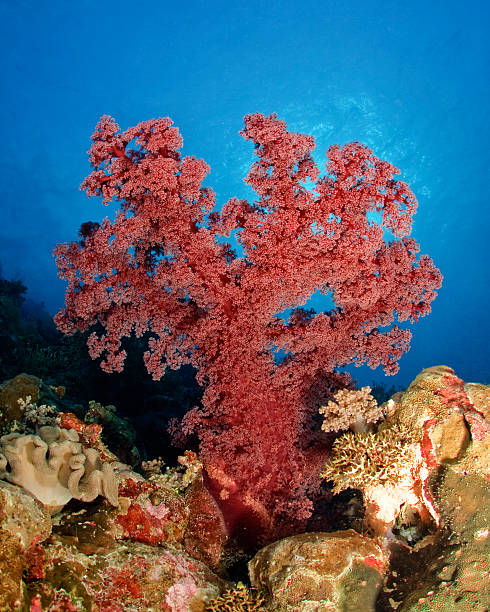 Red Soft Coral stock photo
