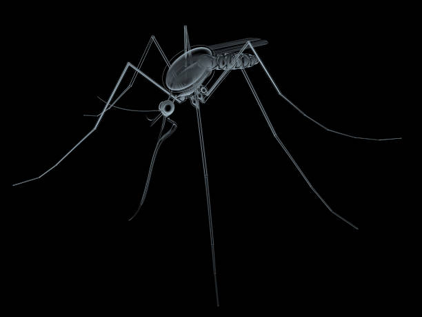 istock Mosquto transparent on black 176820750