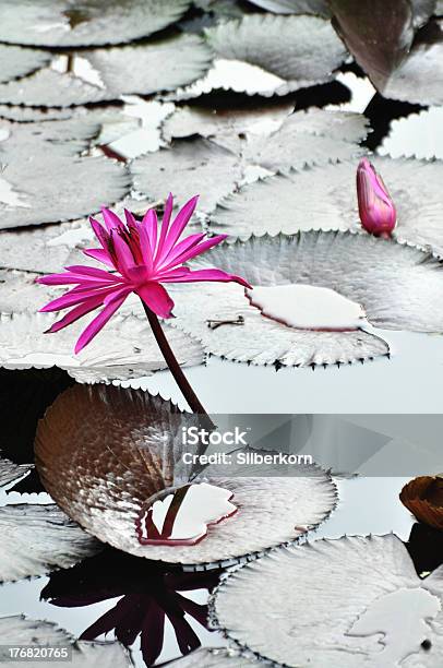 아시아판 저수시설 아이리스입니다 0명에 대한 스톡 사진 및 기타 이미지 - 0명, 꽃 나무, 꽃 한송이