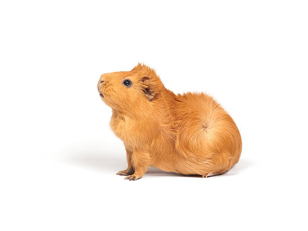 Guinea pig stock photo