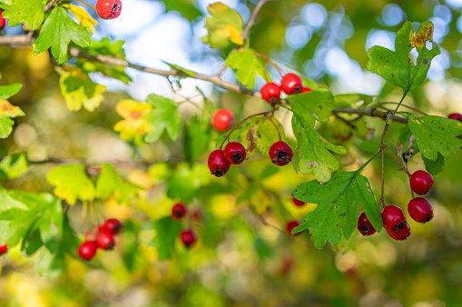 Beautiful Hawthorn in autumn Colours. Crataegus Monogyna