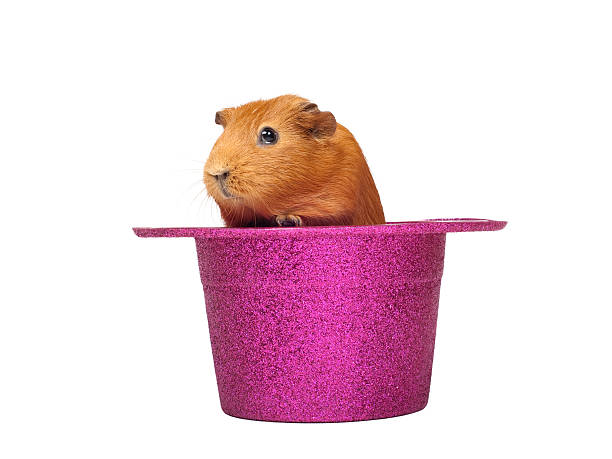 Guinea pig sitting in hat stock photo