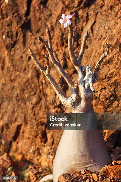 Bottle Tree In Bloom Stock Photo - Download Image Now - Adenium, Africa, Baobab Tree