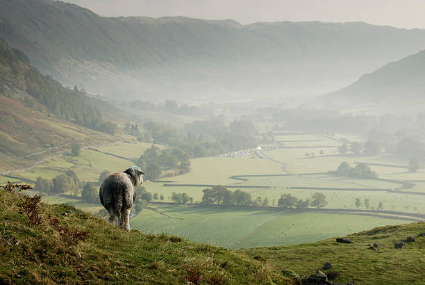 羊見渡す misty ・ラングデールヴァレイ、英国湖水地方 - herdwick sheep ストックフォトと画像