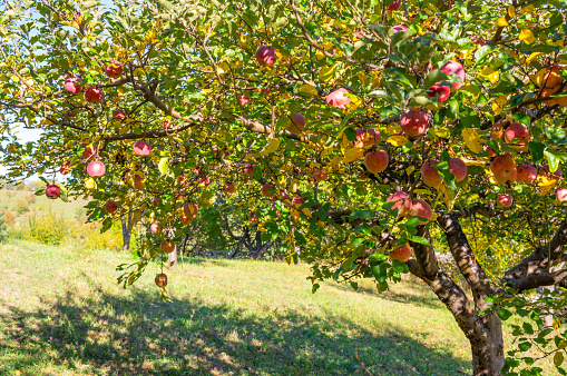 Organic red ripe apples on the orchard tree with green leaves closeup