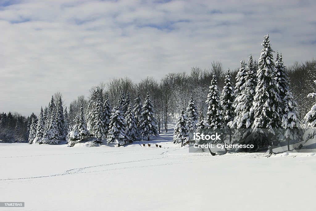 Deers cammina in un lago ghiacciato - Foto stock royalty-free di Albero