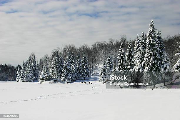 Deers Cammina In Un Lago Ghiacciato - Fotografie stock e altre immagini di Albero - Albero, Albero sempreverde, Ambientazione esterna