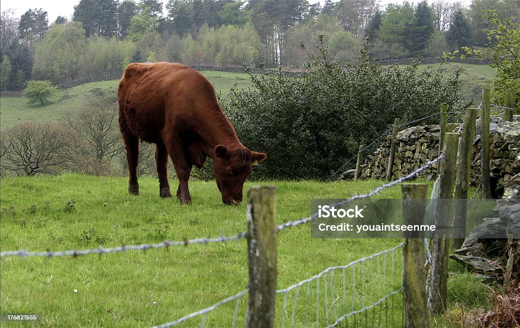 Cow 방목하다 - 로열티 프리 0명 스톡 사진