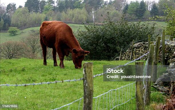 Vaca Pastar - Fotografias de stock e mais imagens de Animal - Animal, Castanho, Cena Rural