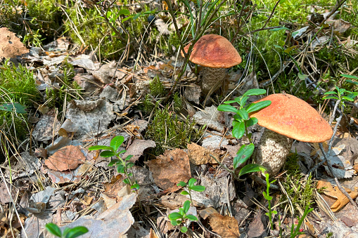 Edible mushrooms grow in the forest. Mushroom picking.