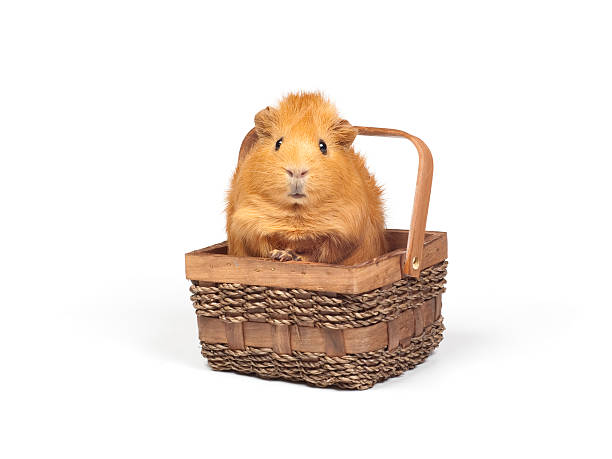 Guinea pig in basket stock photo