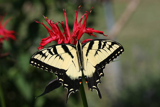 Eastern Tiger Swallowtail Butterfly stock photo