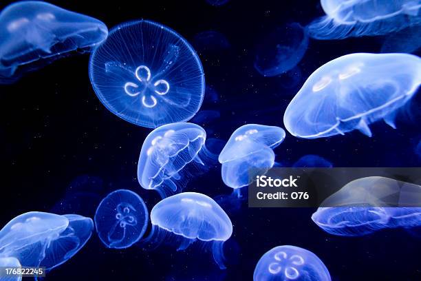 Jellyfishes Foto de stock y más banco de imágenes de Acuario - Recinto para animales en cautiverio - Acuario - Recinto para animales en cautiverio, Agalla, Agua