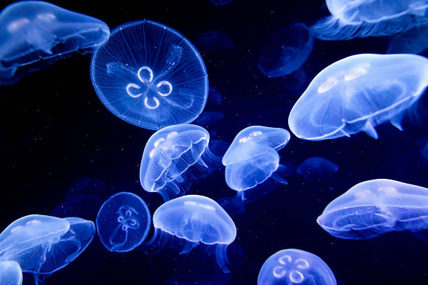 istock Blue background of jellyfishes 176822245