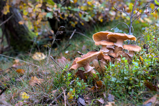 Mushrooms standing in the Autumn Forest
