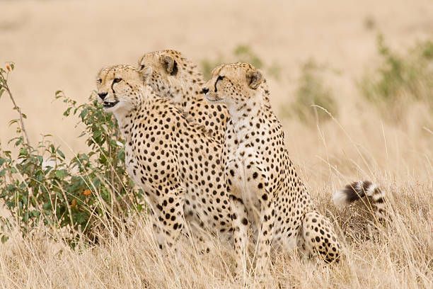 Trois Guépard d'Afrique. - Photo