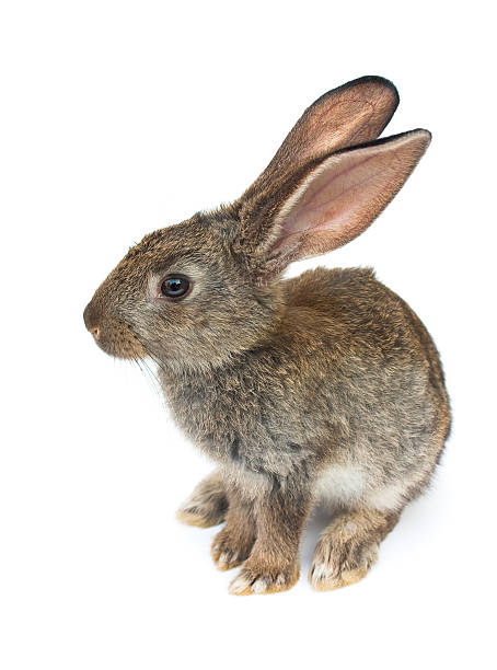 istock Happy New Year of rabbit 176822687