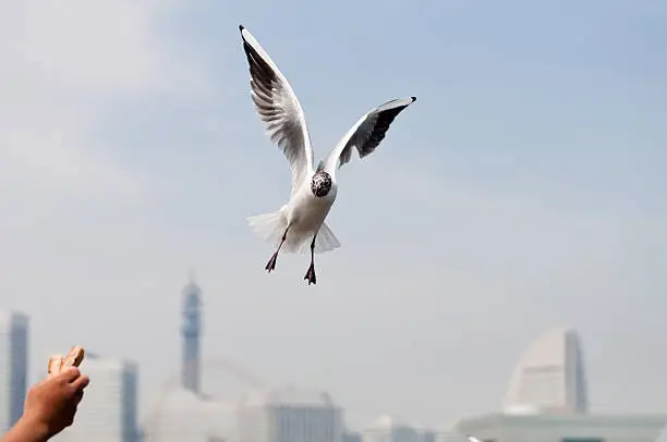 "A black-headed gull in flight, taking aim at food."